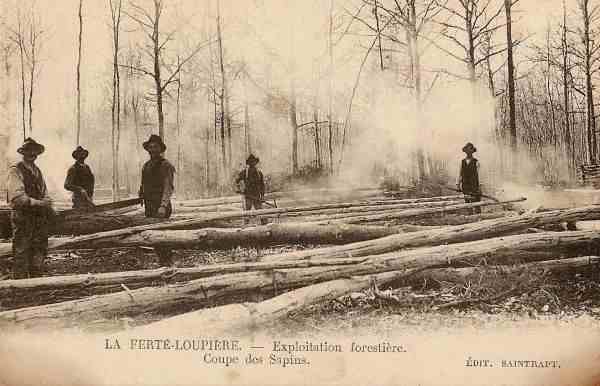 La Fert-Loupire - Exploitation forestire - Coupe des Sapins